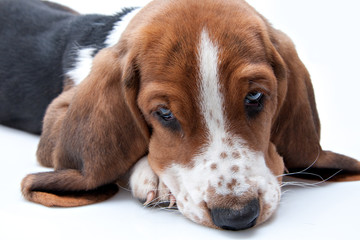 basset hound puppy - 23569672