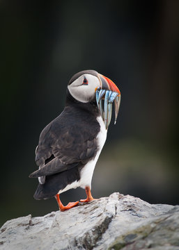Puffin with sandeels (Portrait)
