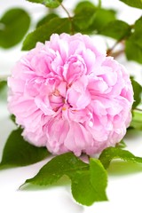 Fototapeta premium Garden rose