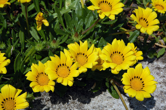 fiori gialli