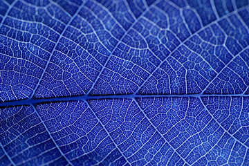 blue wallpaper | abstraktes Blatt