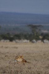 Lioness (Panthera leo) at Samburu National Reserve, Kenya