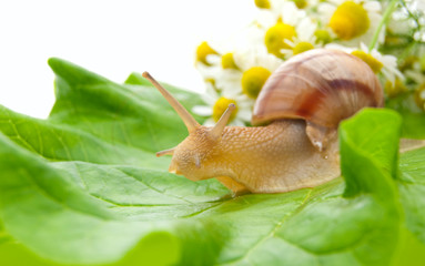Snail creeping on leaf with a bouquet of camomiles