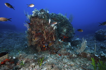 Fototapeta na wymiar scorcio subacqueo