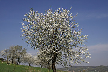 Fototapeta premium Frühlingslandschaft mit Kirschbäumen, Hagen, Niedersachsen