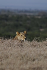 Lioness (Panthera leo) at Samburu National Reserve, Kenya