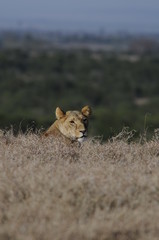 Lioness (Panthera leo) at Samburu National Reserve, Kenya