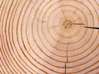 Fototapeta premium Close up of wooden structure of a pine