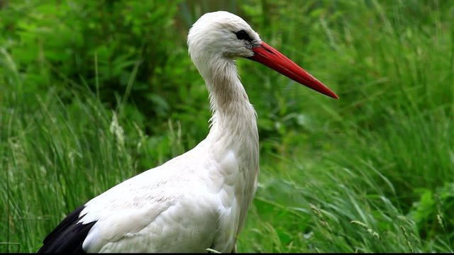 storch