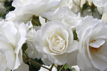 Roses blanches
