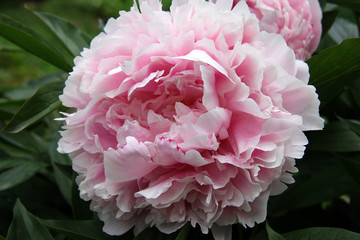 Pivoine