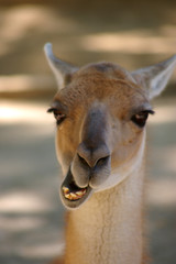 Obraz premium Animal Perplexity