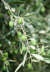 Branch with green olives on the tree