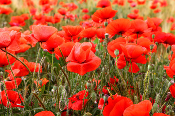 Red poppies