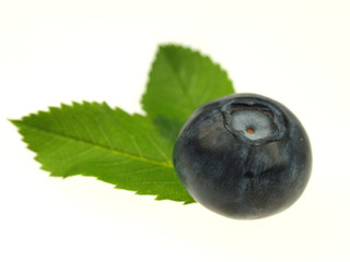 Blueberry on white background