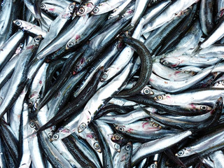 fresh anchovies closeup at the local market