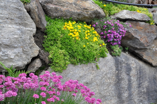 "Steinmauer mit Blumen" Stockfotos und lizenzfreie Bilder auf Fotolia
