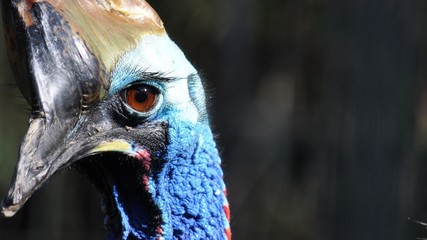 Cassowary