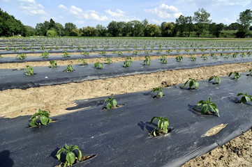 champs cultivé