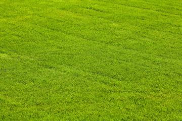 background tonsure on the grass lawn