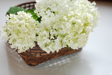 紫陽花アナベル