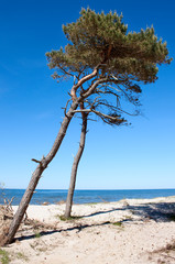 Pine tree at the beach, Baltic sea, Poland
