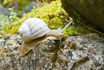 Snail