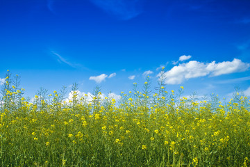 Obraz premium RapeField