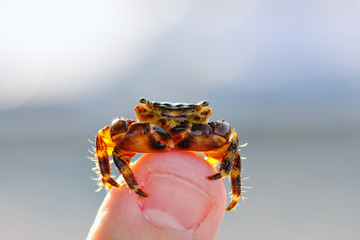 Crab on a finger