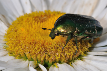 Bronze bug on a camomile. Macro
