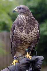 falcon