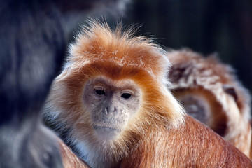Fototapeta premium Golden Primate