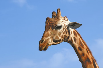 GIRAFFE, Giraffa Camelopardalis