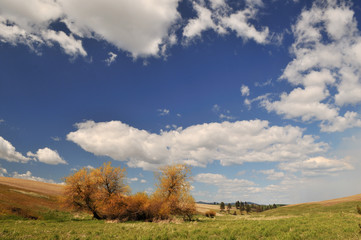 Spring Countryside scene in Colfax