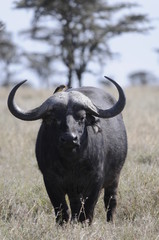 Cape Buffalo (Syncerus caffer) at Masai Mara, Kenya