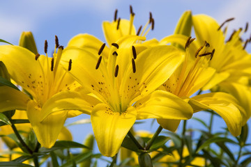 Gelbe Lilien