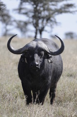 Cape Buffalo (Syncerus caffer) at Masai Mara, Kenya