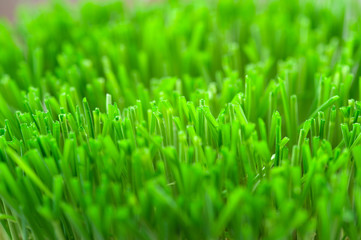 Fototapeta na wymiar Grass background