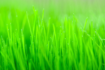 Grass background