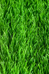 Grass background