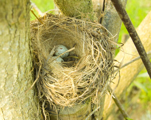 bird nest with eggs