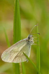 Buttefly sitting in grass