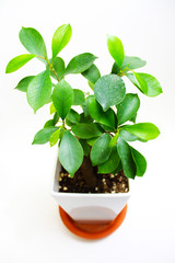 幸福の精霊が宿る樹