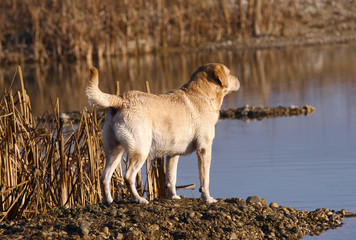Labrador Retriever