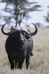 Fototapeta premium Cape Buffalo (Syncerus caffer) at Masai Mara, Kenya