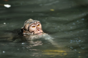 Obraz premium barbary macaque monkey swimming