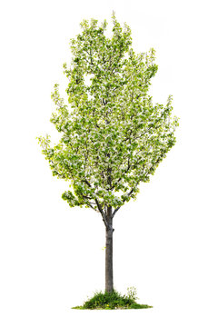 Isolated flowering pear tree