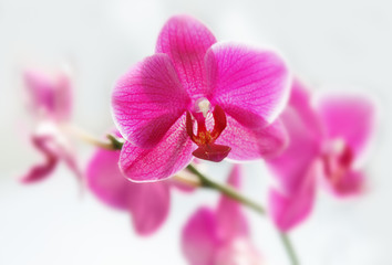 Naklejka na ściany i meble orchidee pink