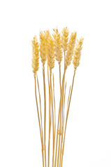 麦穂