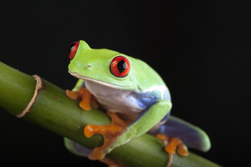 bamboo frog